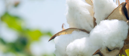 Understanding Airlume Cotton